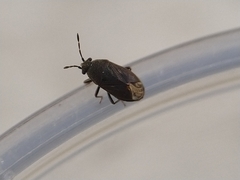 Stygnocoris fuligineus