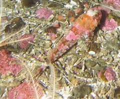 Hemilepidotus spinosus