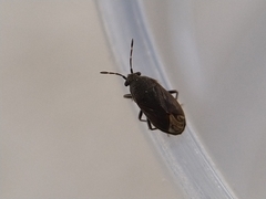 Stygnocoris fuligineus