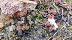 Crassula umbellata