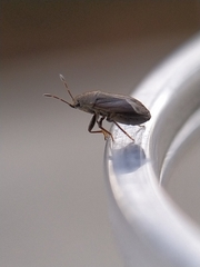 Stygnocoris fuligineus