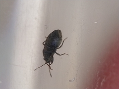 Stygnocoris fuligineus