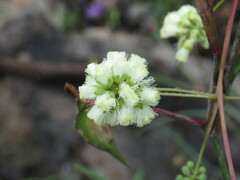 Acaciella