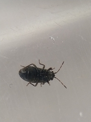 Stygnocoris fuligineus