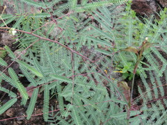 Acaciella