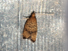 Psilocorsis quercicella