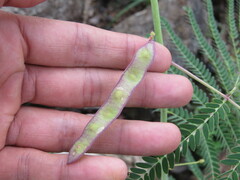 Acaciella