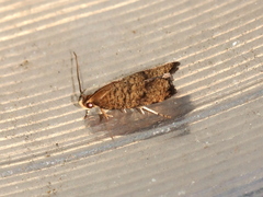 Psilocorsis quercicella