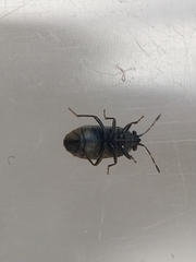 Stygnocoris fuligineus