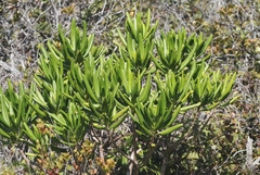 Melicope clusiifolia