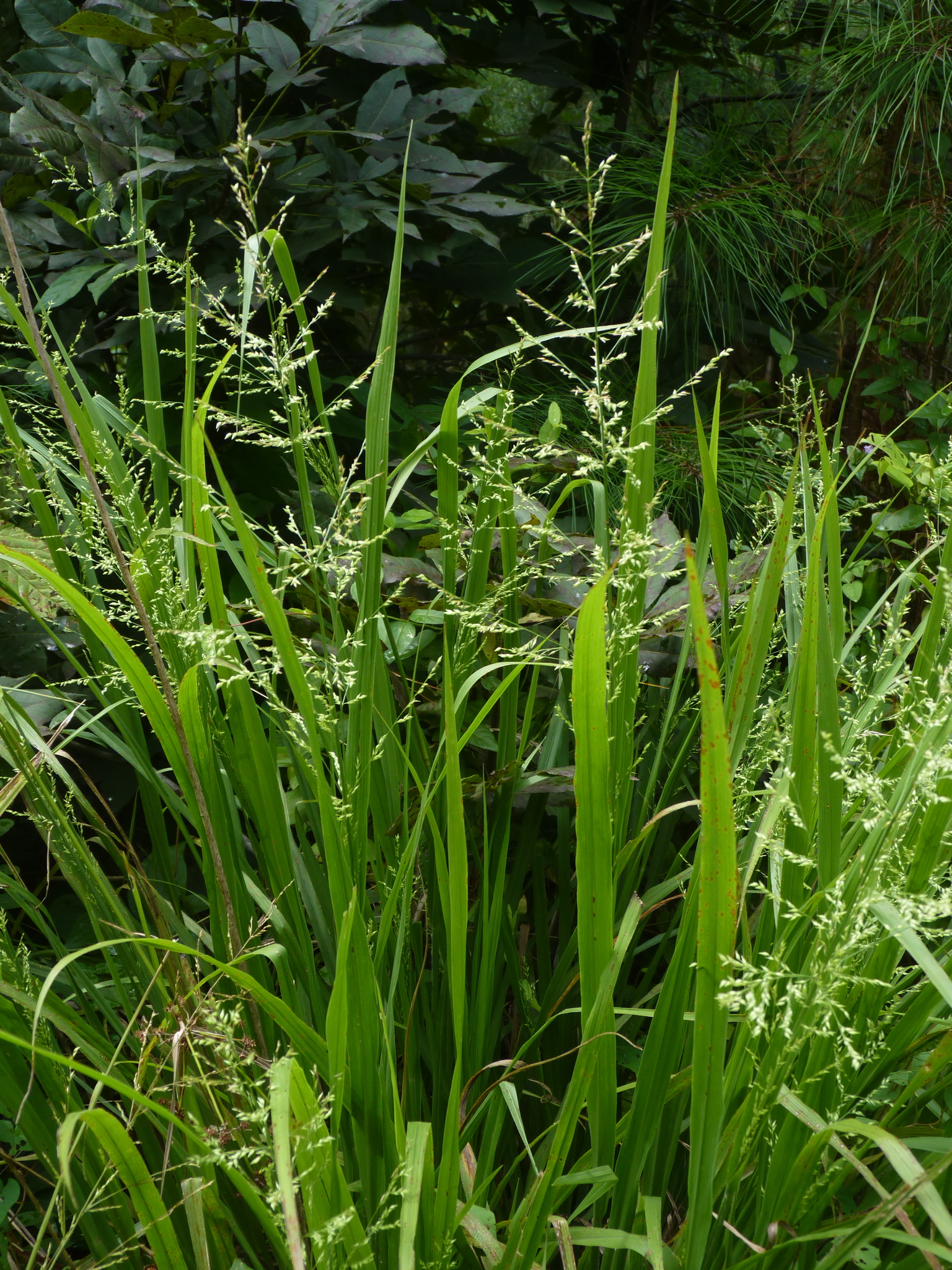 Coleataenia anceps