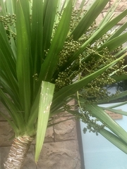 Dracaena cambodiana