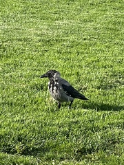 Corvus cornix