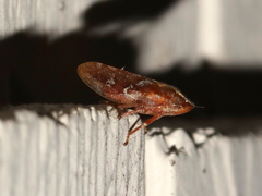 Aphrophora saratogensis