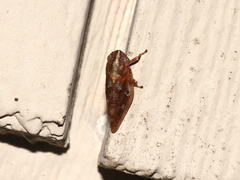 Aphrophora saratogensis