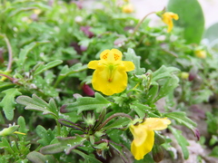 Hemimeris sabulosa