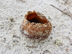 Peziza ammophila