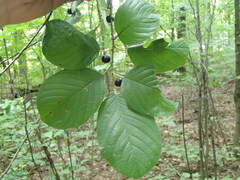 Frangula alnus