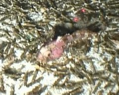 Hemilepidotus spinosus