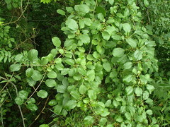 Rhamnus cathartica