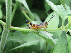 Boopedon flaviventris