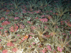 Hemilepidotus spinosus