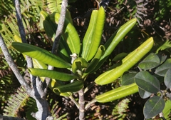 Melicope clusiifolia