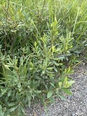 Myrica gale