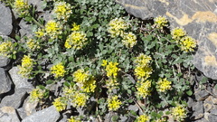 Odontarrhena alpestris