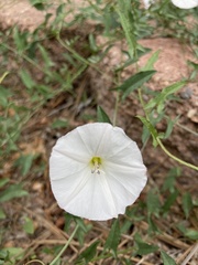Convolvulus arvensis