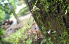 Protosticta gravelyi