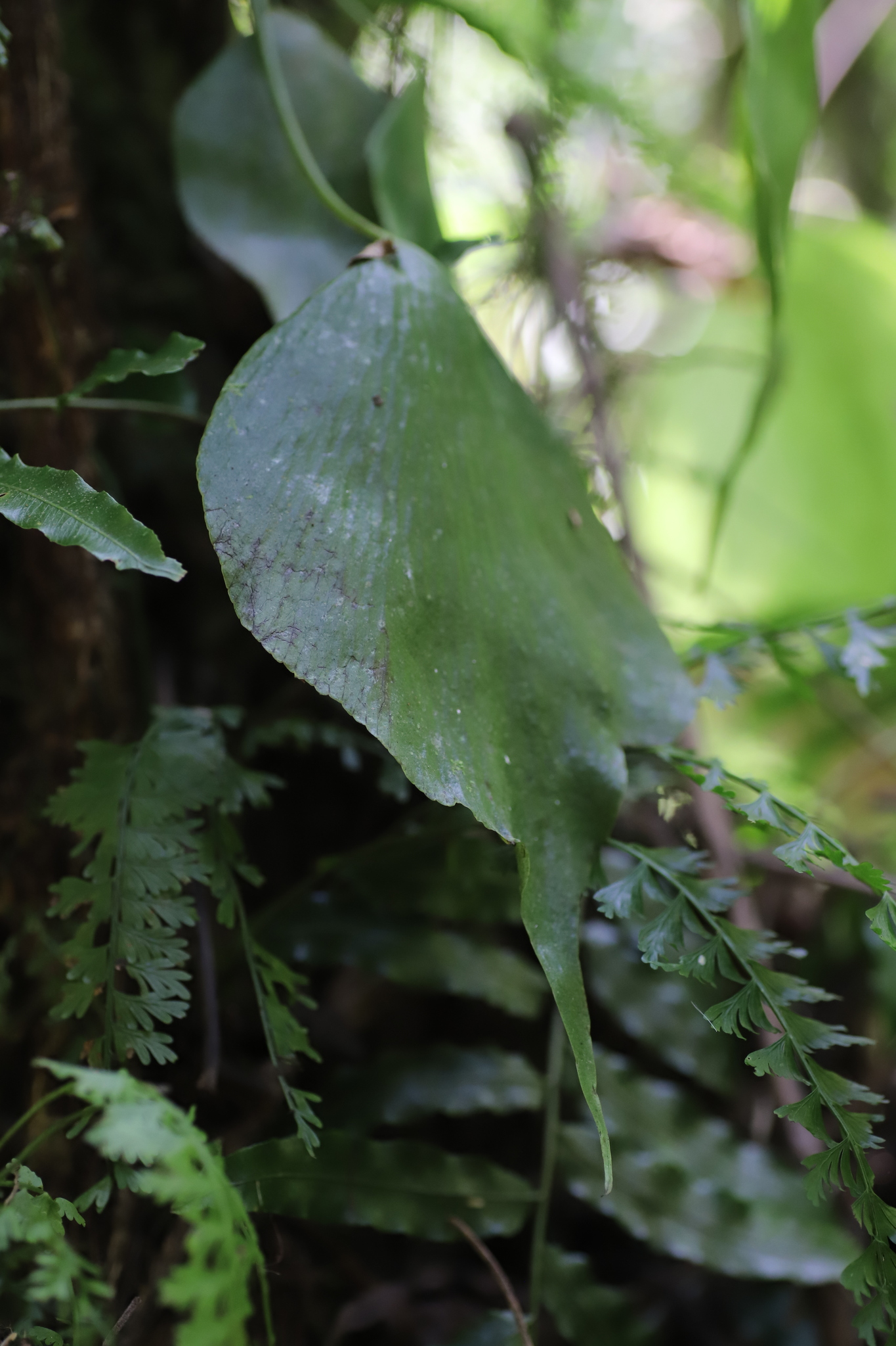 Antrophyopsis