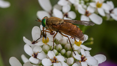 Silvius alpinus