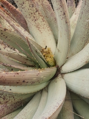 Aloe hereroensis