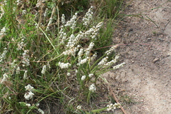 Globulariopsis adpressa