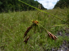 Rhynchospora inexpansa