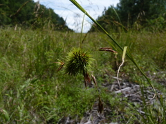 Rhynchospora inexpansa