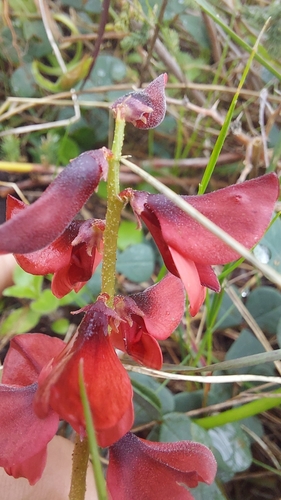Image of Indigofera procumbens by (c) Jacques van der Merwe, some rights reserved (CC BY-SA)