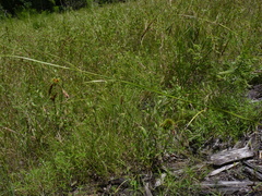 Rhynchospora inexpansa