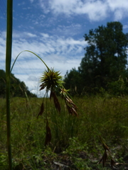 Rhynchospora inexpansa