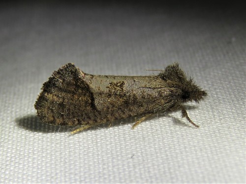Texas Grass Tubeworm Moth photo 5