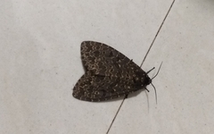 Olepa ricini