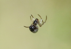 Argyrodes argentatus