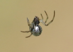 Argyrodes argentatus