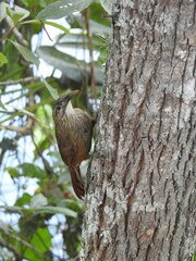 Xiphocolaptes albicollis