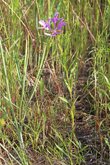 Clarkia pulchella