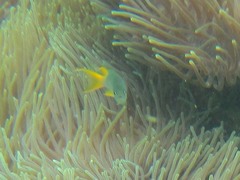 Neopomacentrus sororius