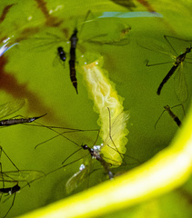 Fletcherimyia fletcheri