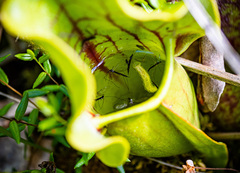 Fletcherimyia fletcheri