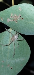 Olios sericeus